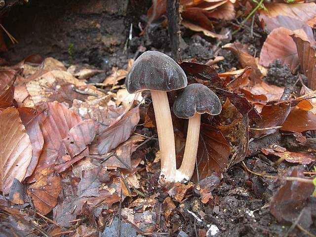 Prima  dell�era  glaciale